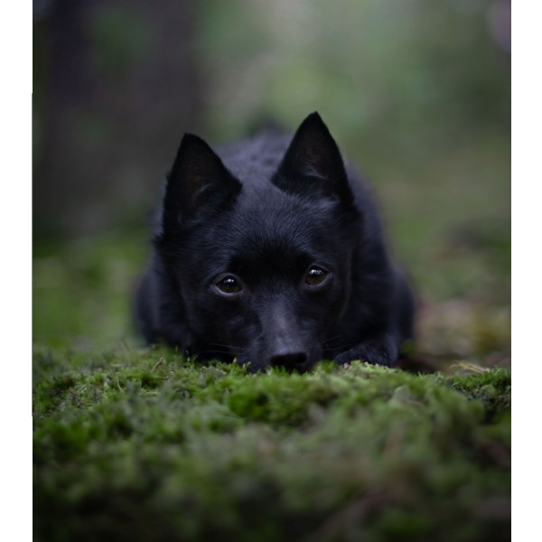 Puzzle střední  s potiskem Puzzle Šiperka